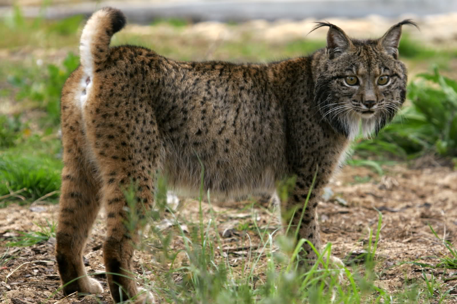 lince iberico