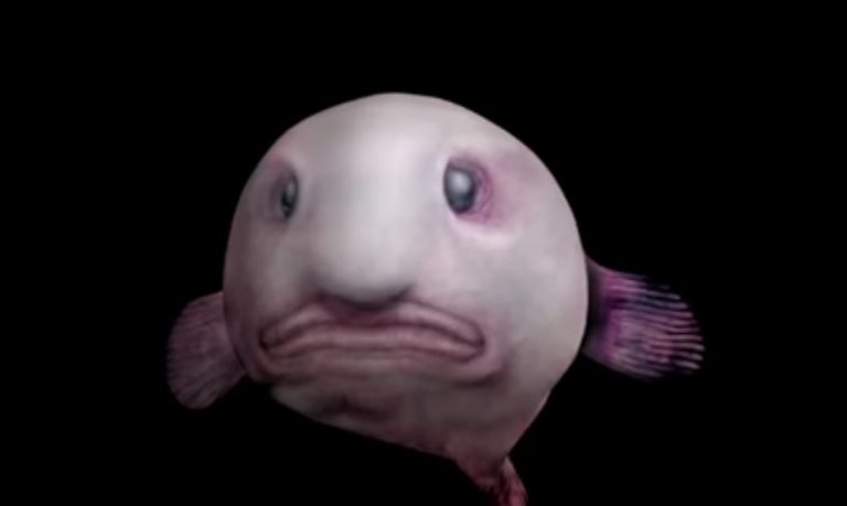 Cuál es el pez más feo del mundo - Cheblender