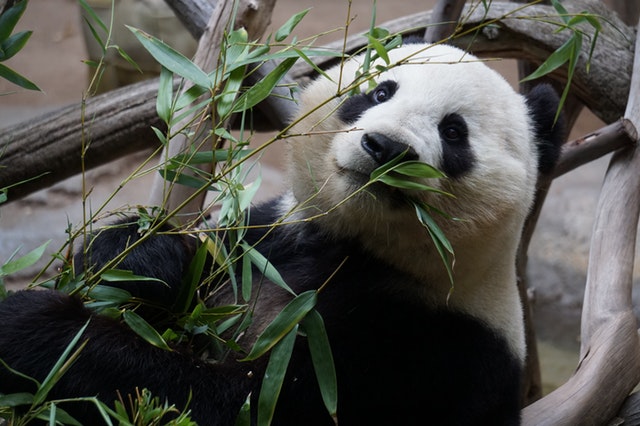 5 animales en peligro de extinción que debes conocer