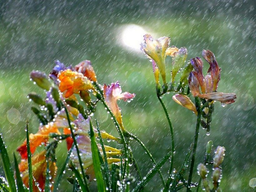 Consejos para el cuidado del jardín en época de lluvia ...