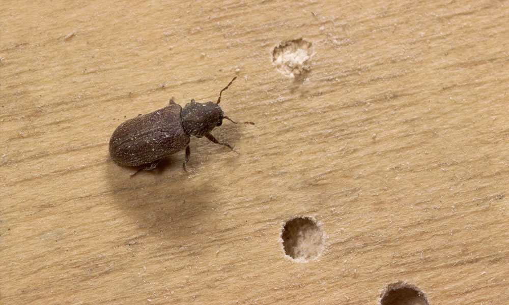 El escarabajo común de los muebles o carcoma: una plaga conocida